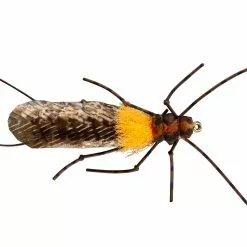 Far Bank Enterprises RIO's Morrish Still Stone