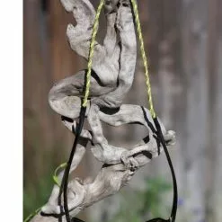 Flyvines Fly Vines Eyeware Retainer