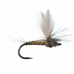 Winger Parachute BWO By Solitude