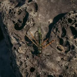 Skwala Stonefly Nymph // Tungsten Bead By Umpqua -FLIES Sales SkwalaStone scaled